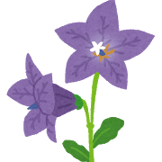 flower_kikyou