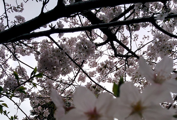 sakura2