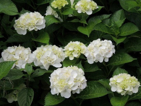 a0960_006687
