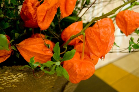 お盆のお供えの花を贈る時のマナー 定番の花の種類やスタイルはコレ あなたの暮らしに役立つように